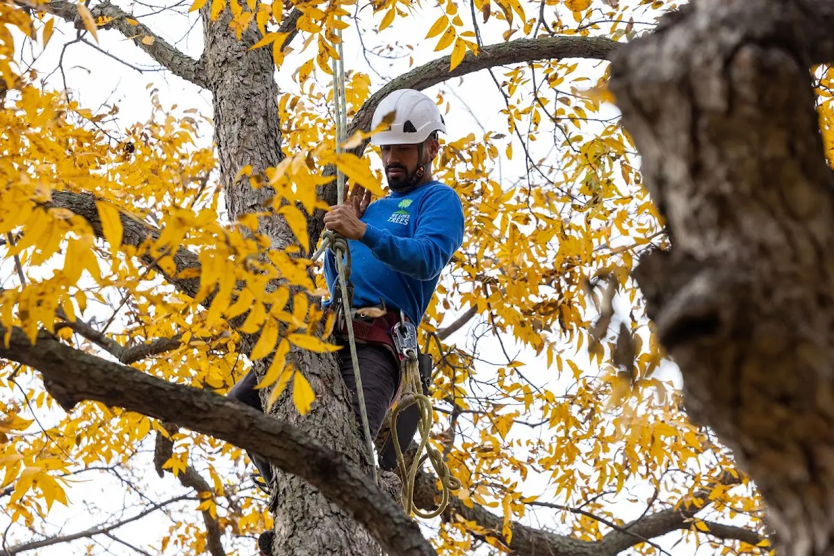 Skilled Tree Trimming crew working in Gonzales